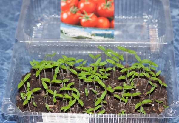 Особенности выращивания помидоров черри